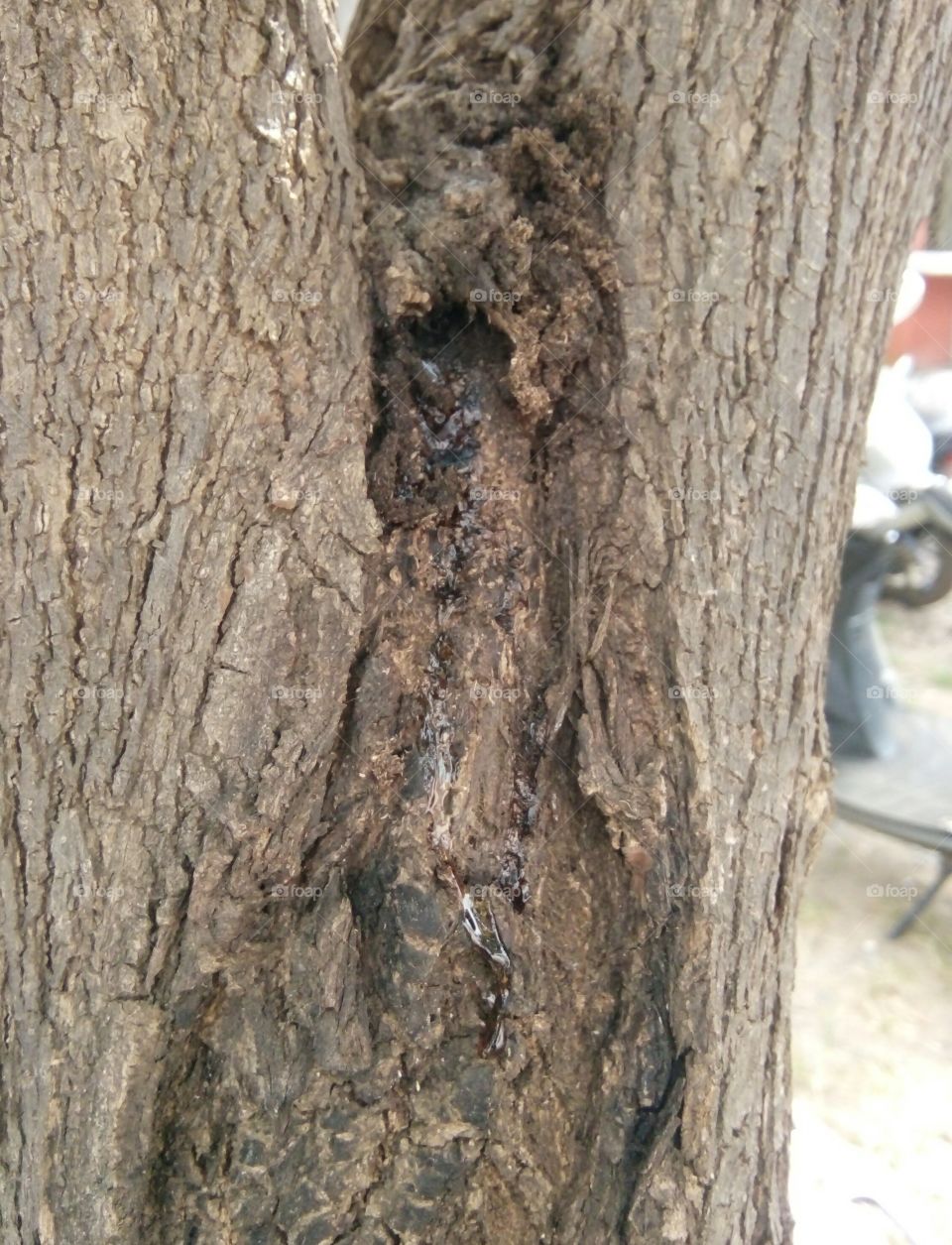 antique tree taxture/tree taxture/natural taxture