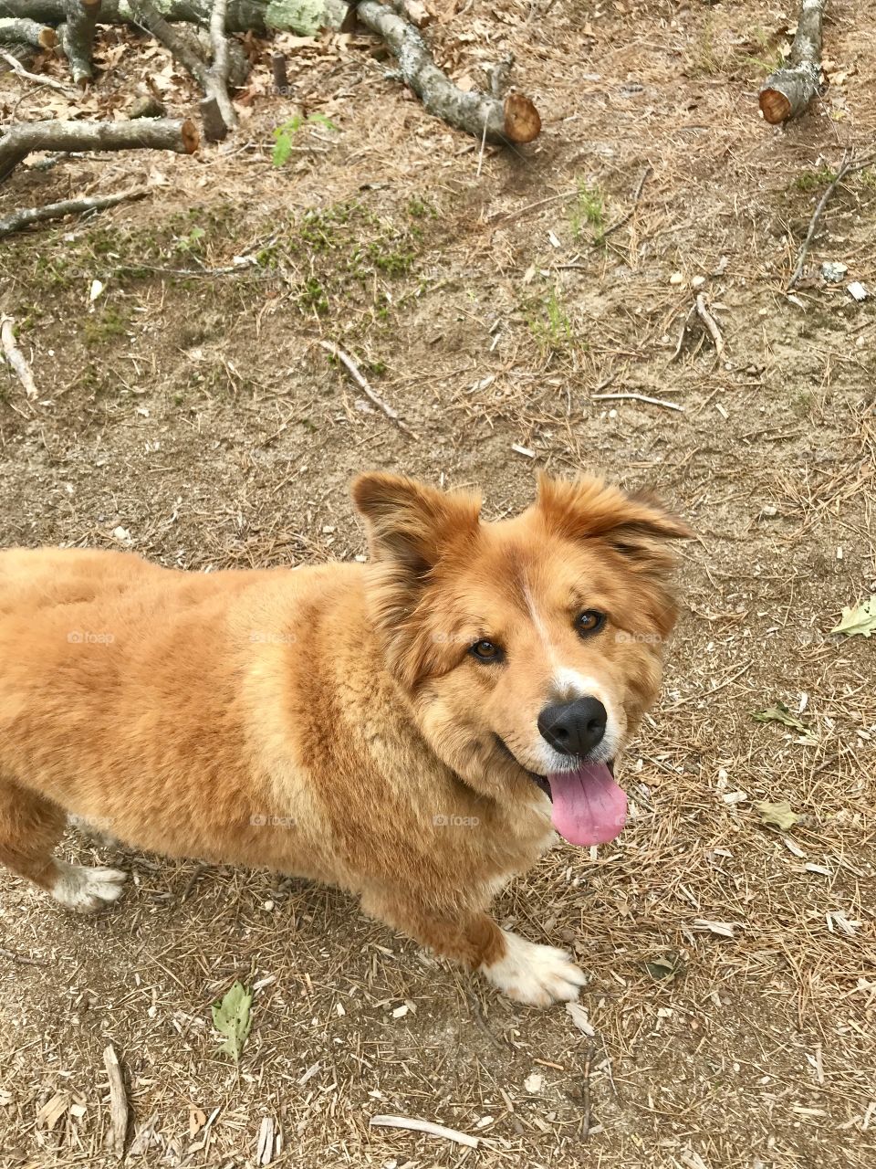 Happy dog on a walk