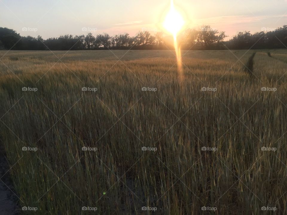 Sunsets in cornfields 3