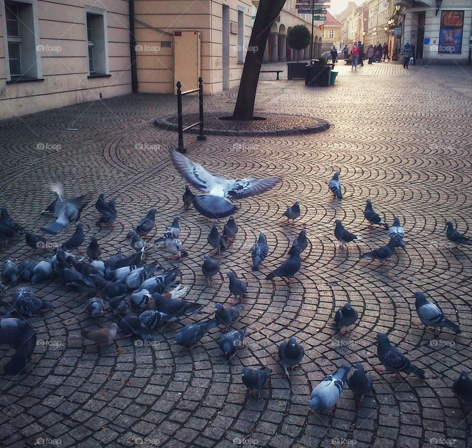 Streets of Zielona Góra, Poland