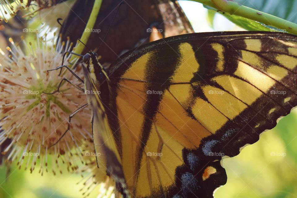 Butterfly close up