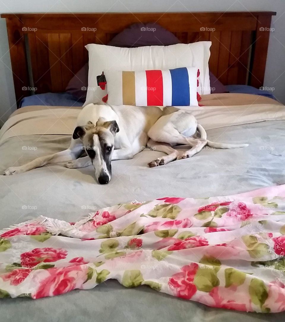Whippet lounging on bed 1