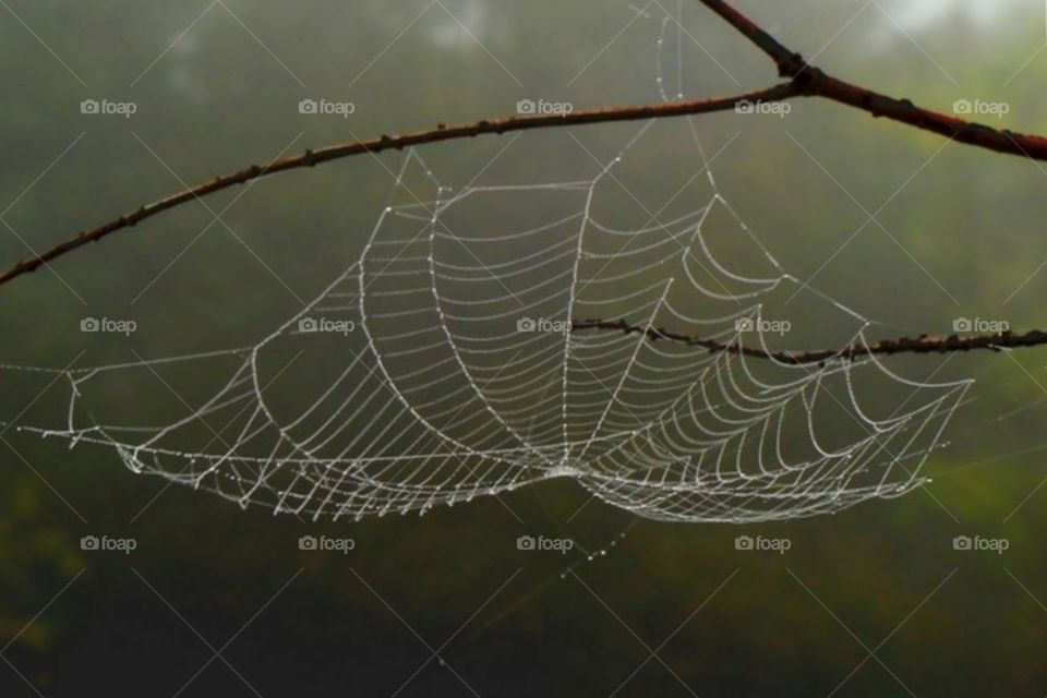 Spider web