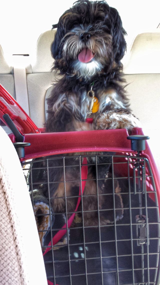 Joy of Dog in Car