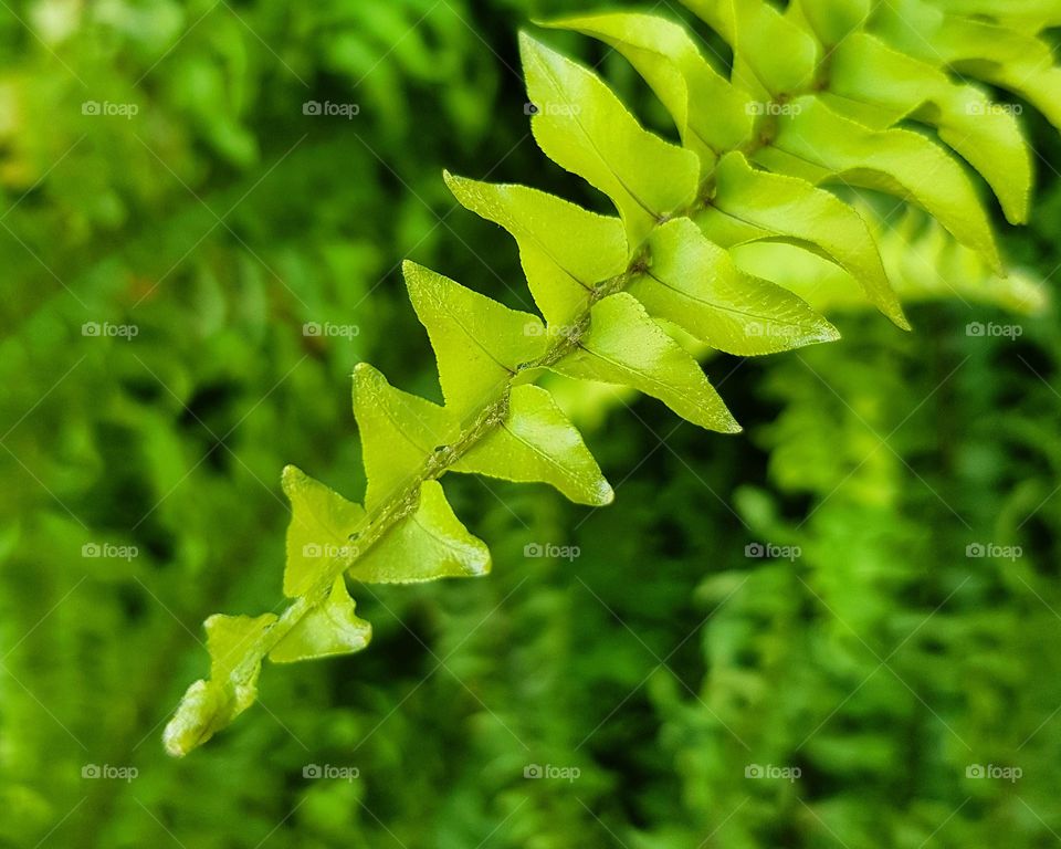 Fern: green leaves plant in garden