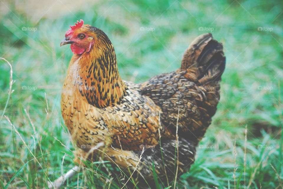 Golden Wyandotte Hen