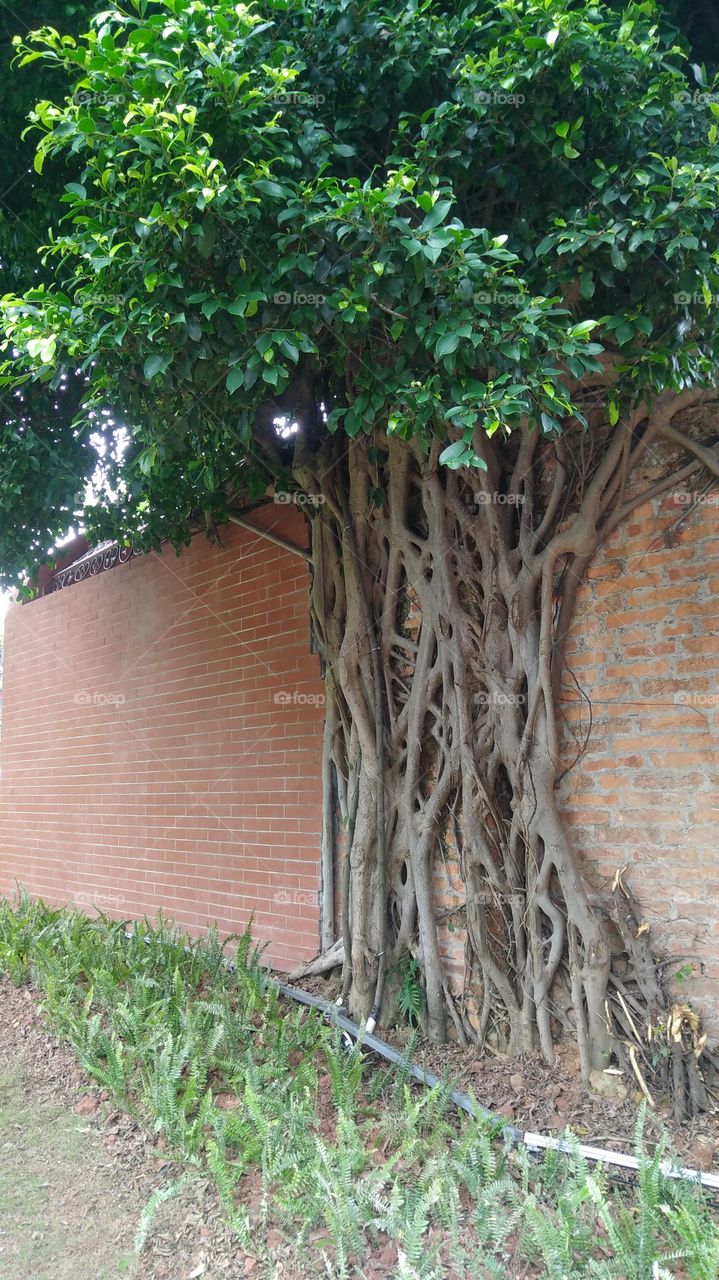 STON WALL TREE