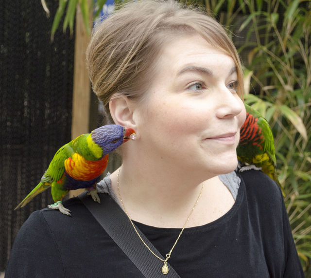 attack of the birds. birds biting ear