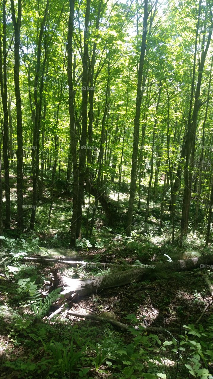 upper peninsula woods