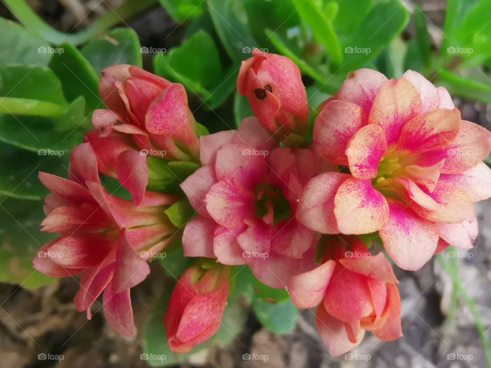 Flower in the garden