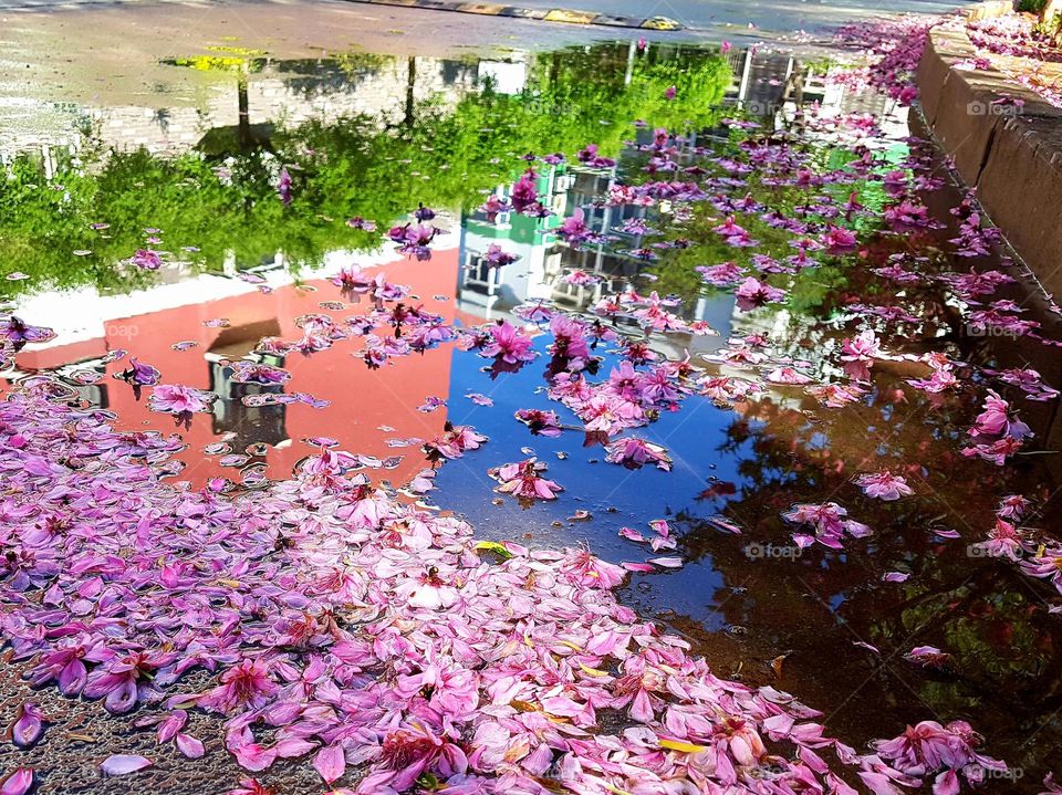 The season of peach blossom