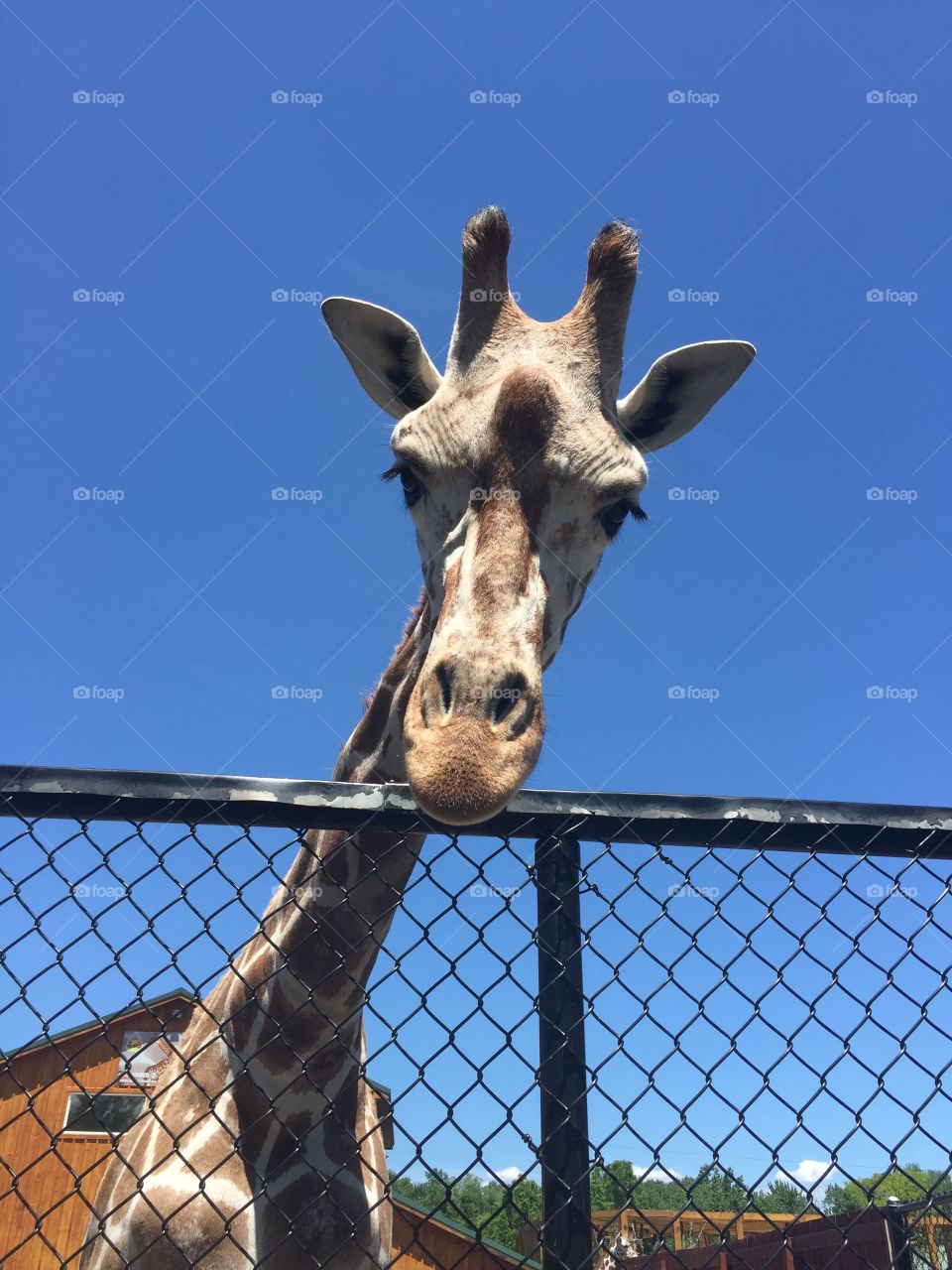 Young giraffe at Into The Wild in upstate New York