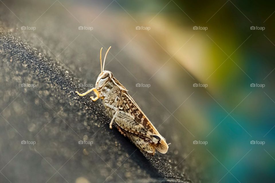 Grasshopper