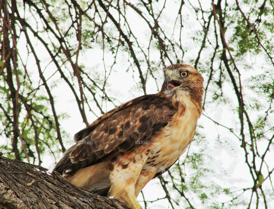 looking mighty- red tailed hawk