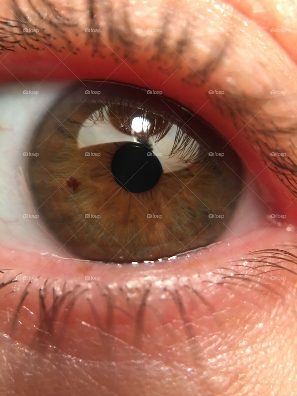 Close-up of brown eyes