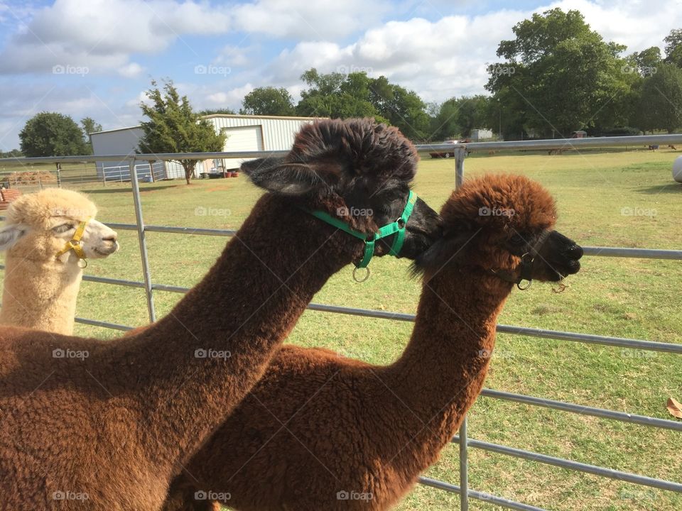 Group of alpaca at field