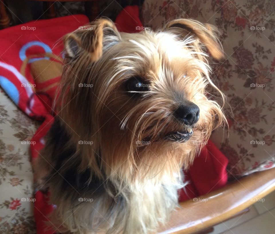 Yorkshire Terrier