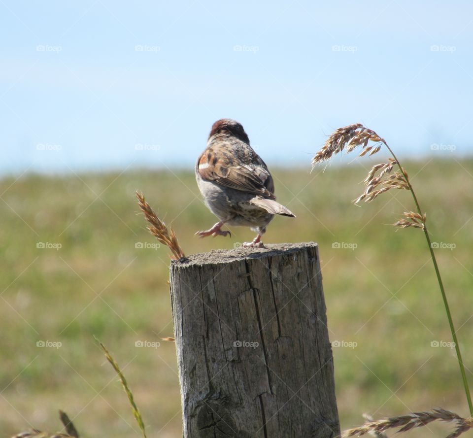 House sparrow balancing on one leg on a post with his back facing the camera