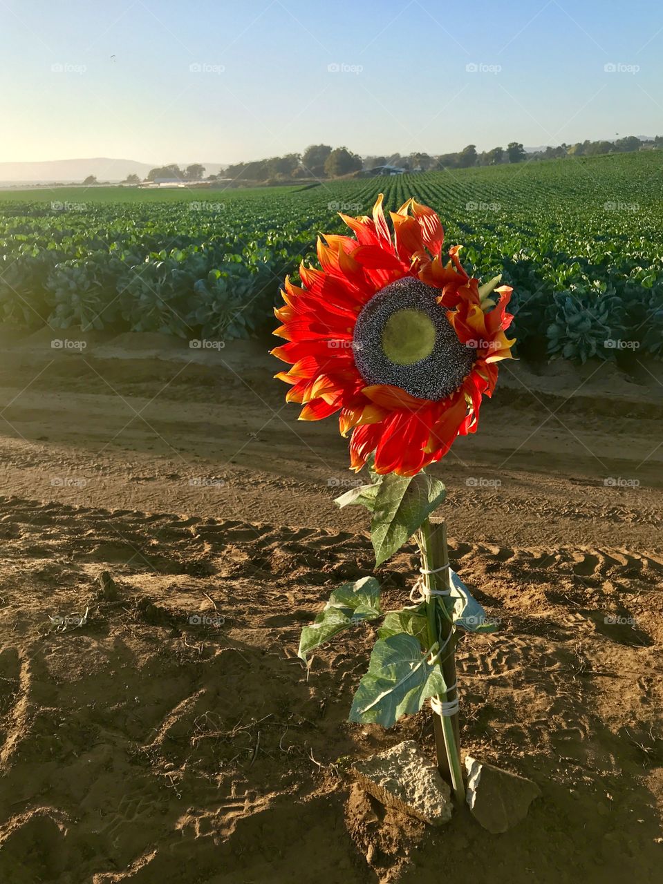 California sunflower.