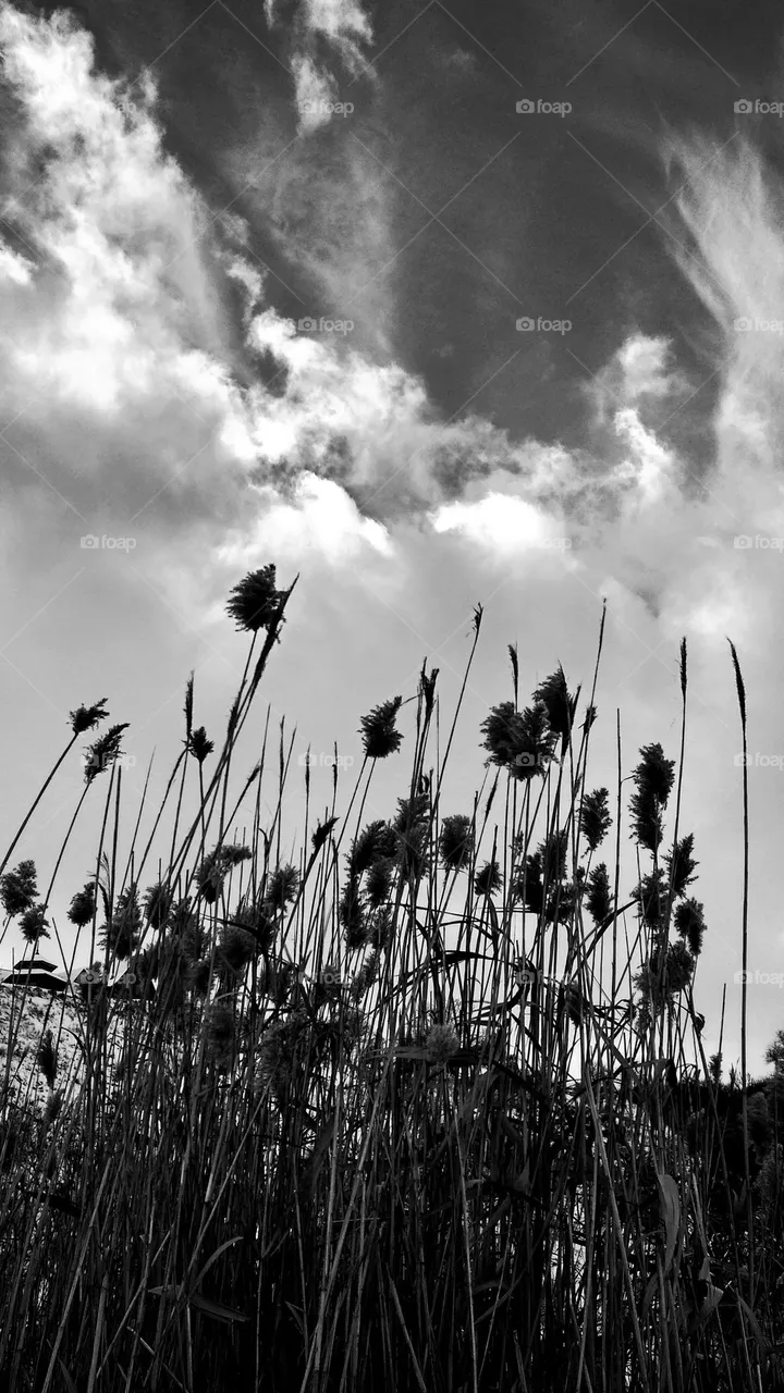 Windy