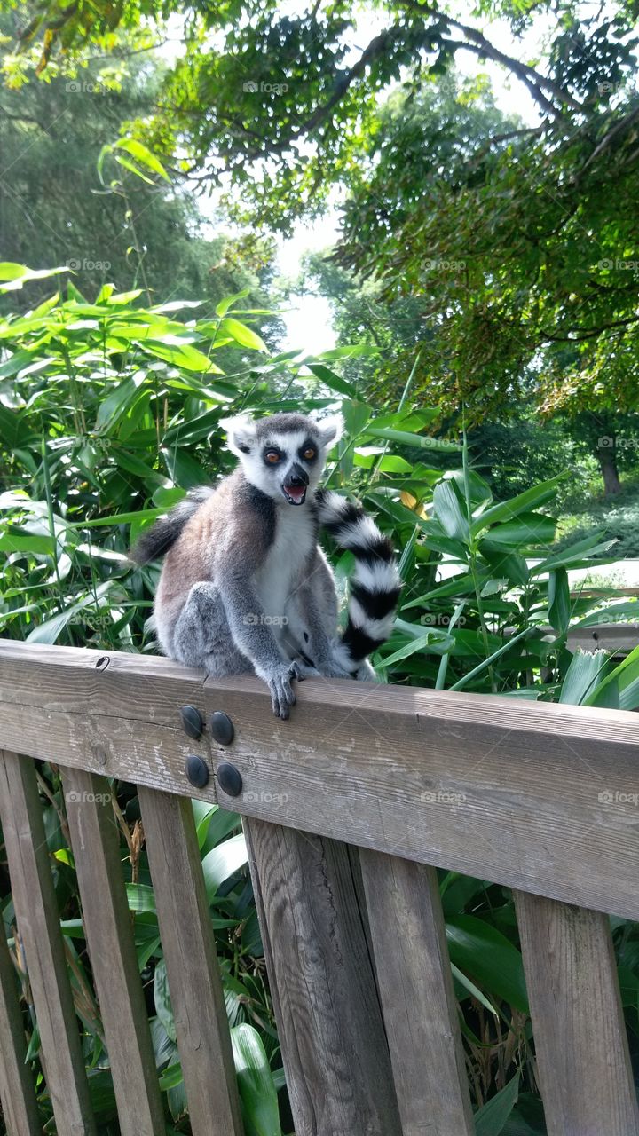 Lemur