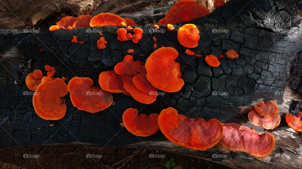 Mushrooms on burnt firewoods
