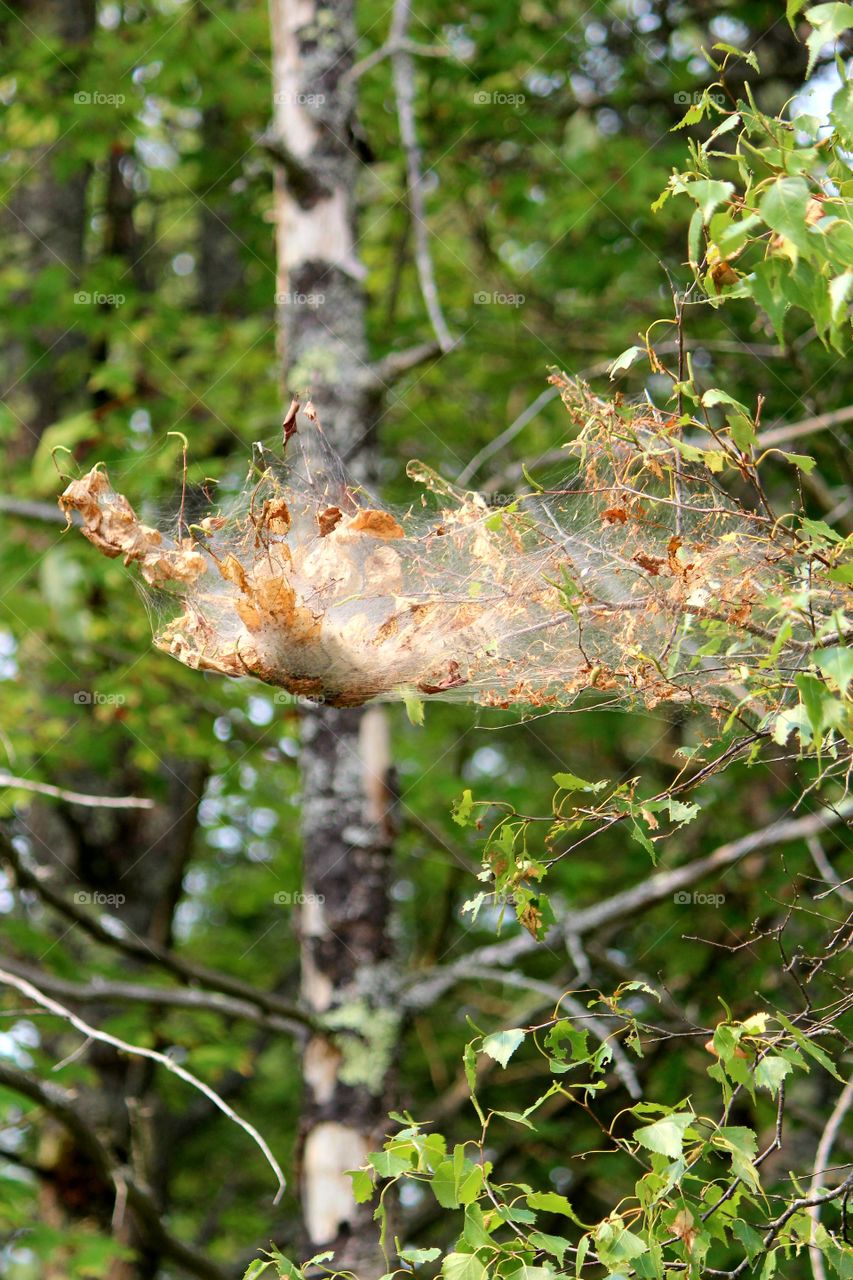 spider web