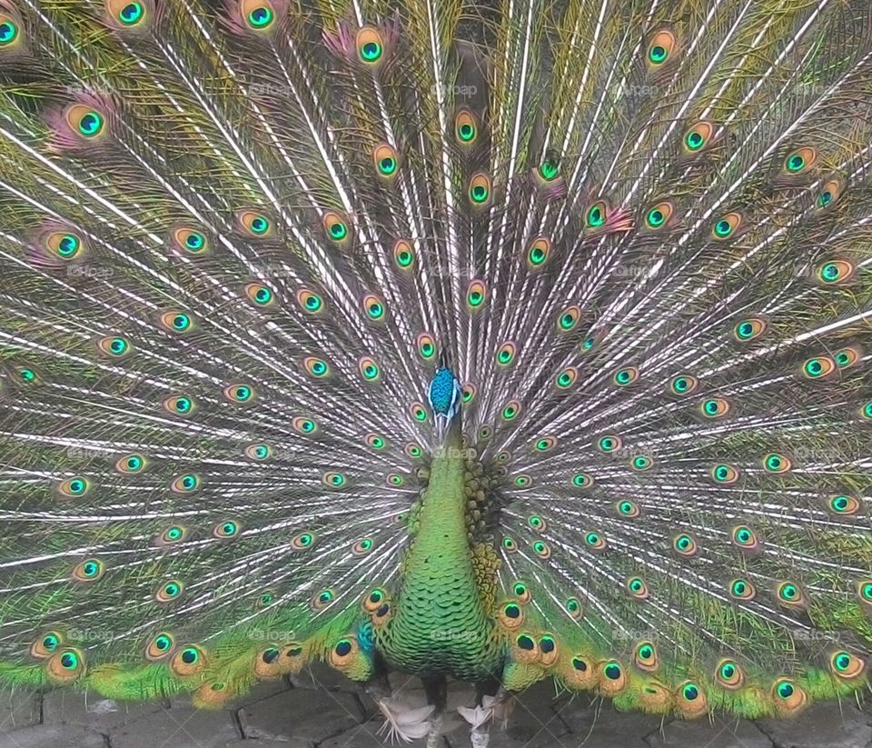 Paling Keren 11 Gambar Burung Merak Indah  Richa Gambar 
