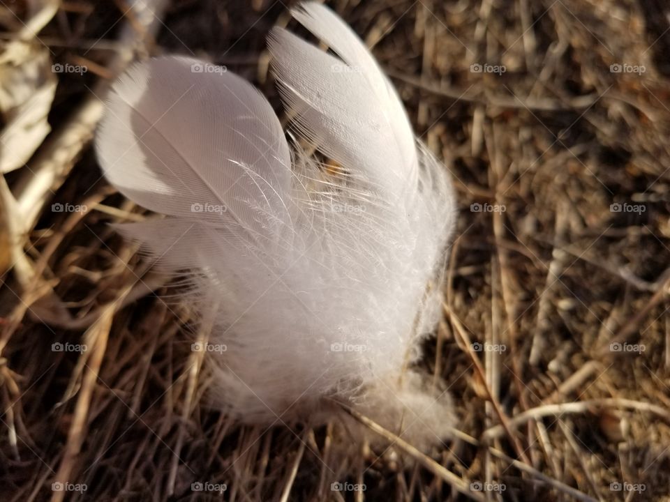 Canadian Goose feathers