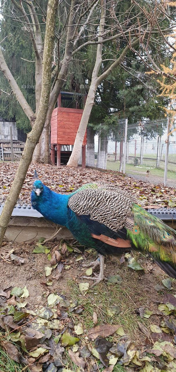 A peacock