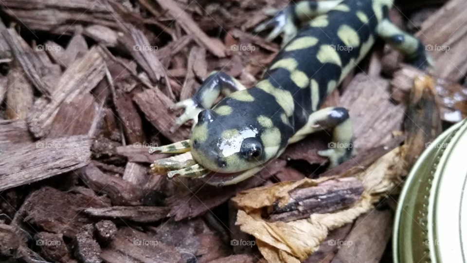 Salamander With Dinner