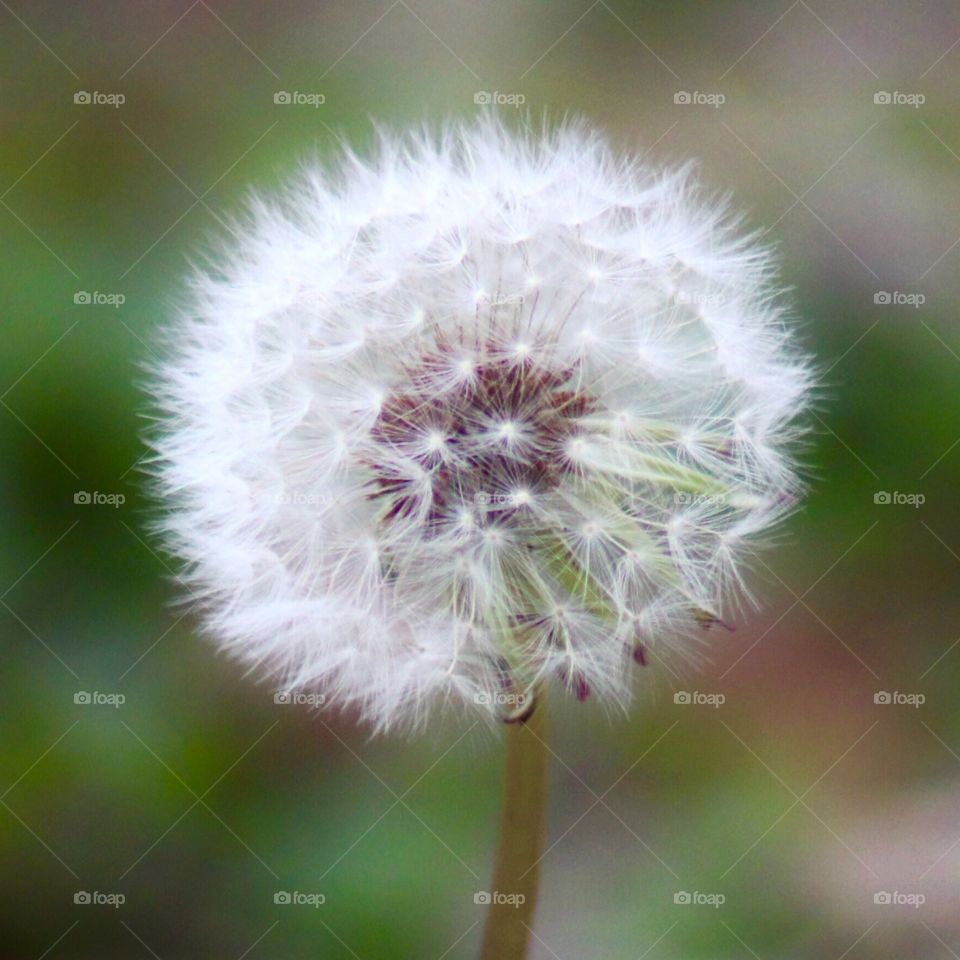 Dandelion 