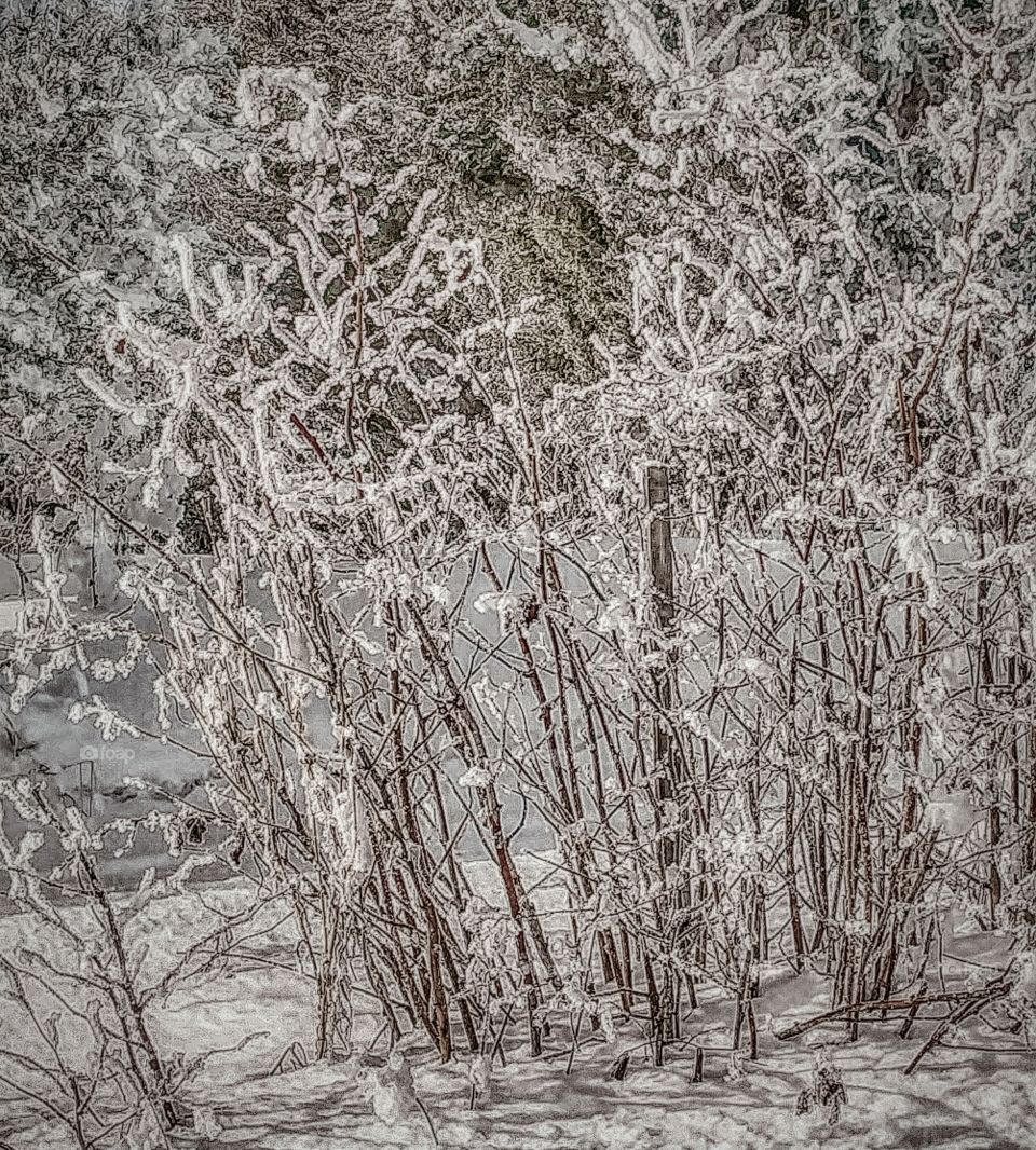 cold branches