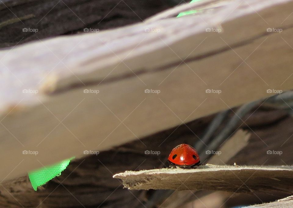 Ladybug