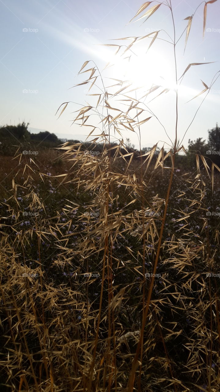 Hay, Straw, Cereal, Corn, Wheat