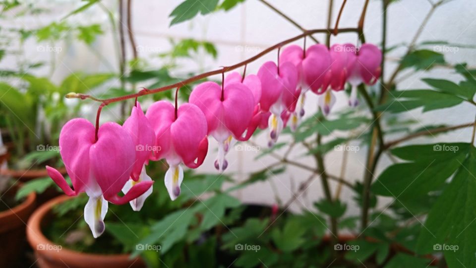 Pink flowers aligned in bloom