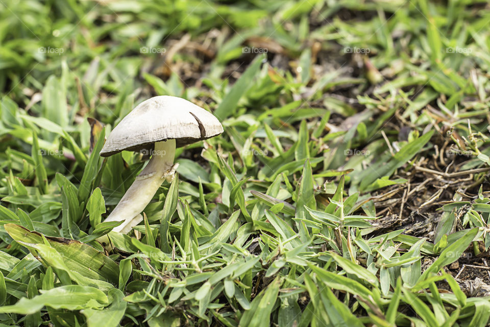 White mushrooms on a lawn in the garden.