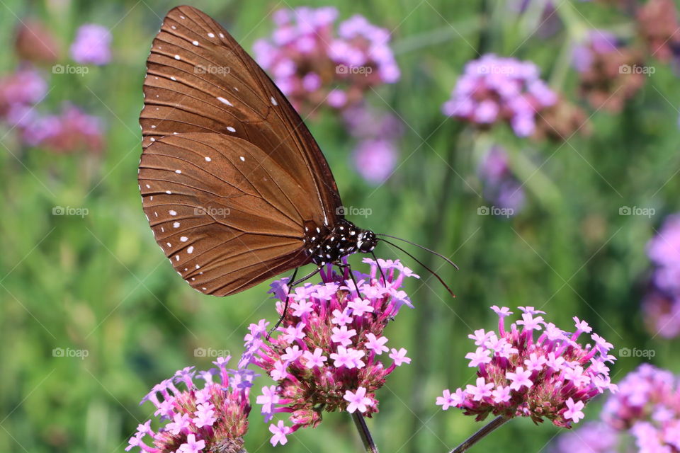 Butterfly feeding