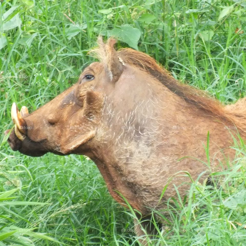 Warthog