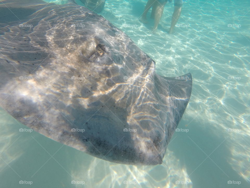 Swimming with stingrays in The Cayman Islands