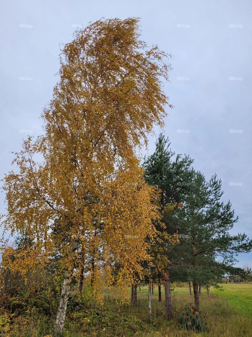 nature