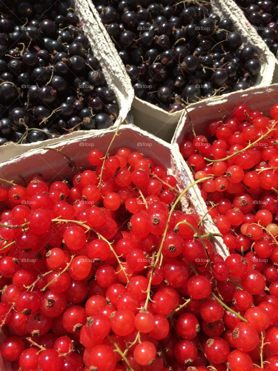 Black and red currant in Gdansk