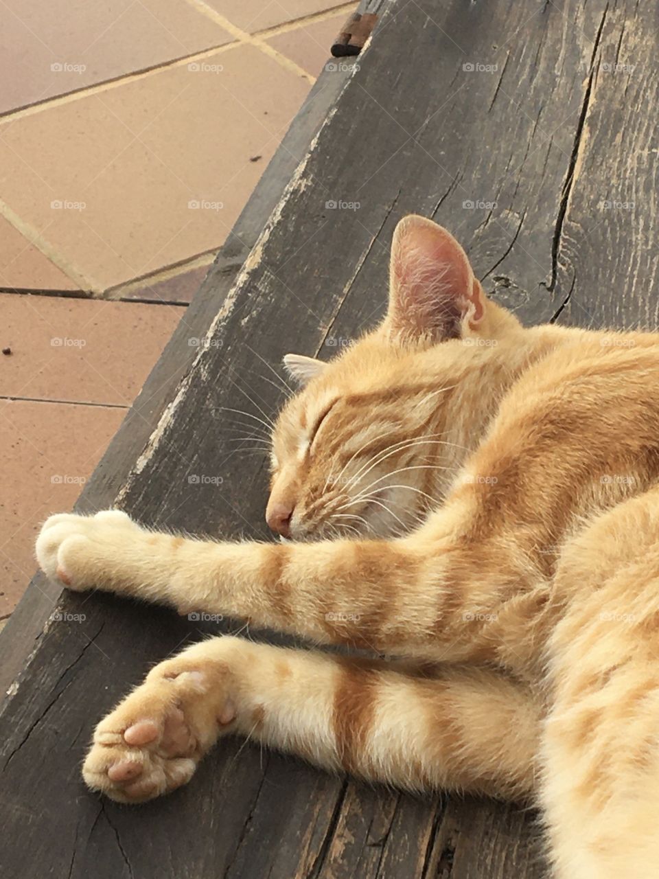 Cool time for miss cat