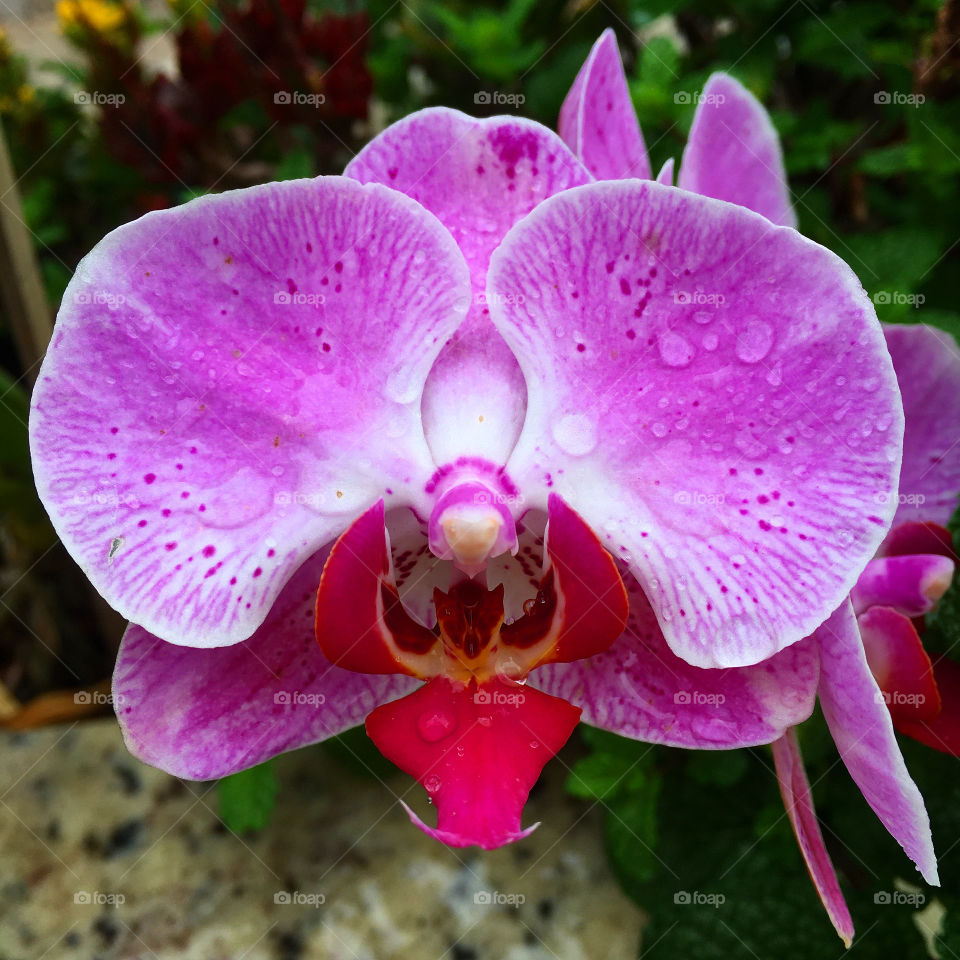 Nossas #orquídeas gotejadas pela #chuva!
📸
#FOTOGRAFIAéNOSSOhobby
#orquídea #natureza #cores #inspiração #pictureoftheday 