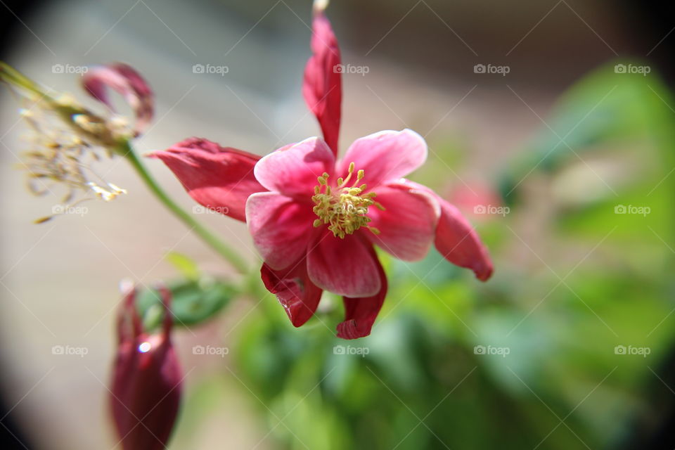 close up on red flower
