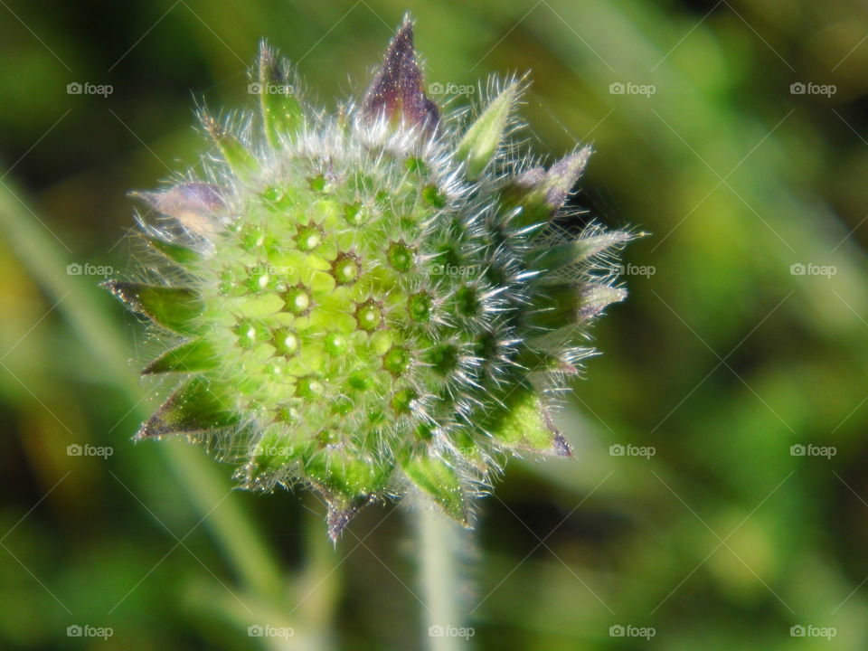 green flower in the garden