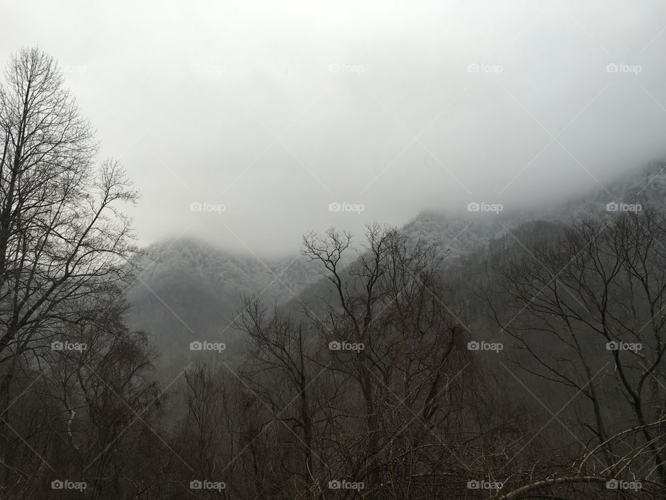 Bare trees and mountains in winter