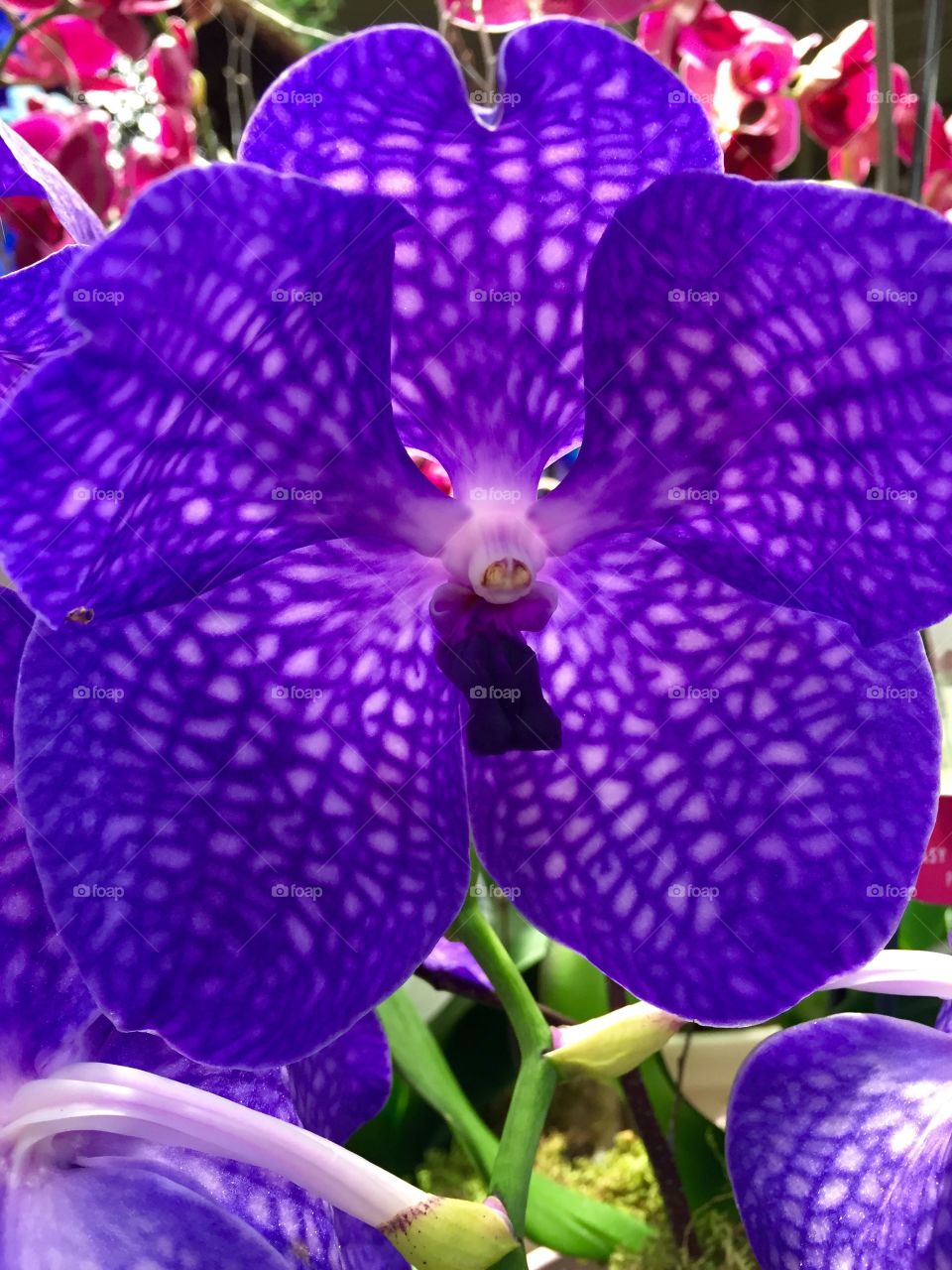 Purple Patterned Orchid