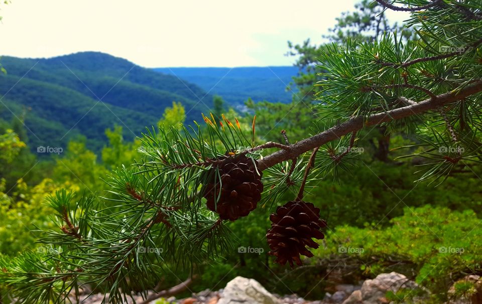 pine cones on the mountain