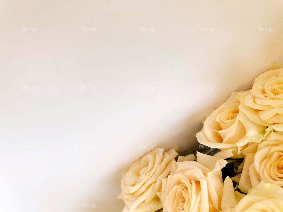 Valentines day background with white roses. Isolated on white with copy space.